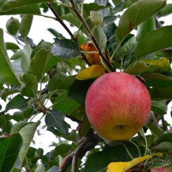 Pommier Jonagold