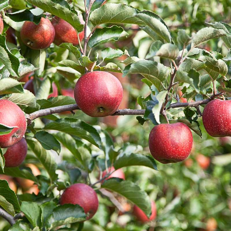 Pommier Melrose