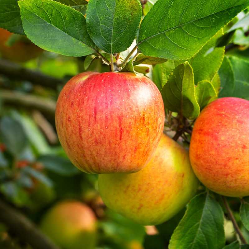 Pommier Reine des Reinettes