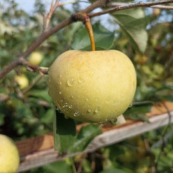Malus domestica 'Reinette du Mans' - Pommier