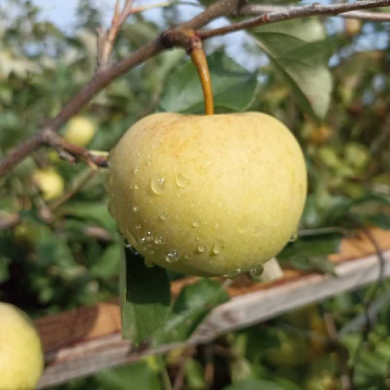 Malus domestica 'Reinette du Mans' - Pommier