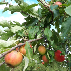 Pommier Rubinette