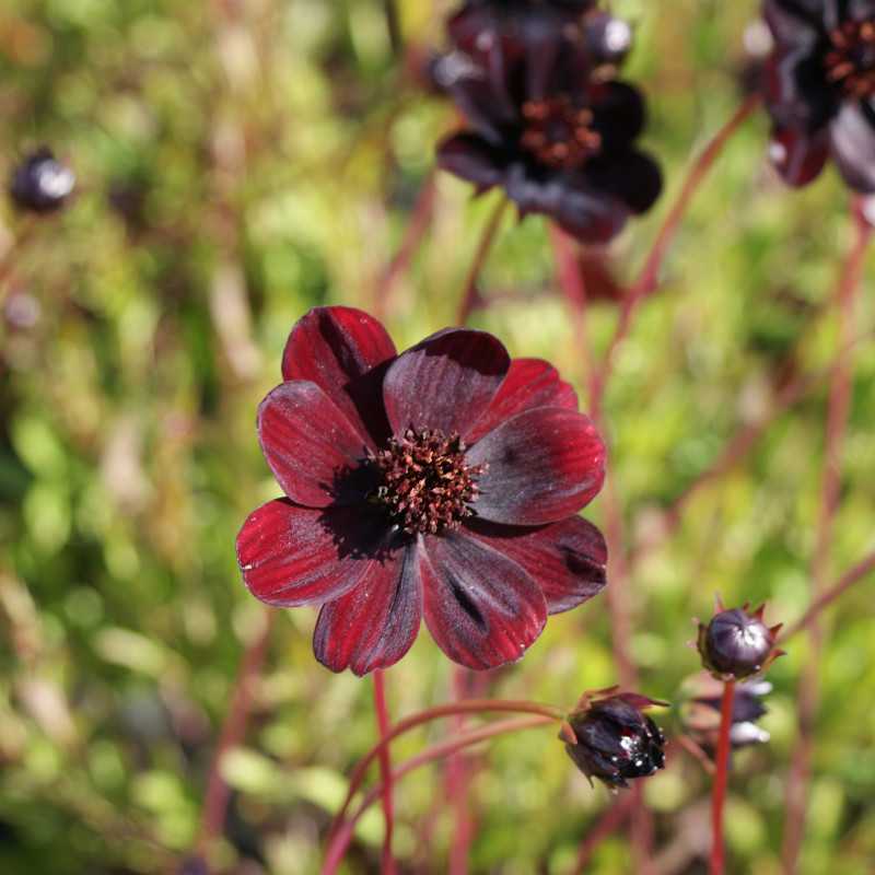 Cosmos atrosanguineus Chocamocha