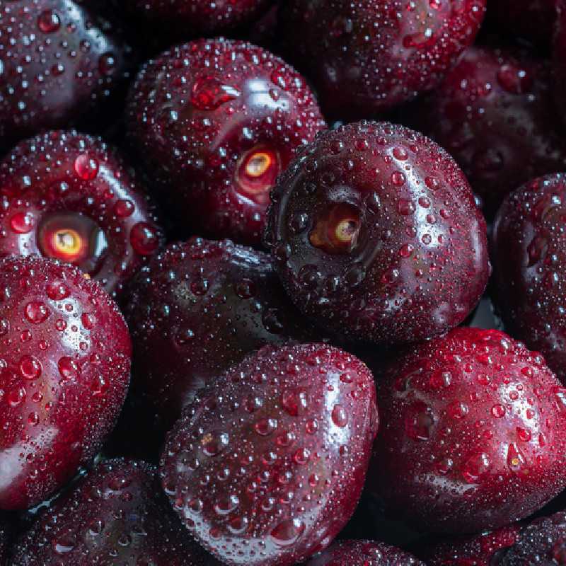 Prunus avium ‘Summit’