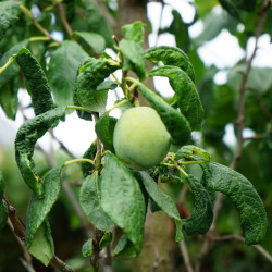 Prunus domestica 'Reine Claude Verte' - Prunier