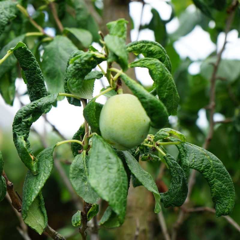 Prunus domestica 'Reine Claude Verte' - Prunier