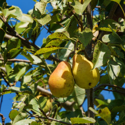 Pyrus communis Clapp's Favourite