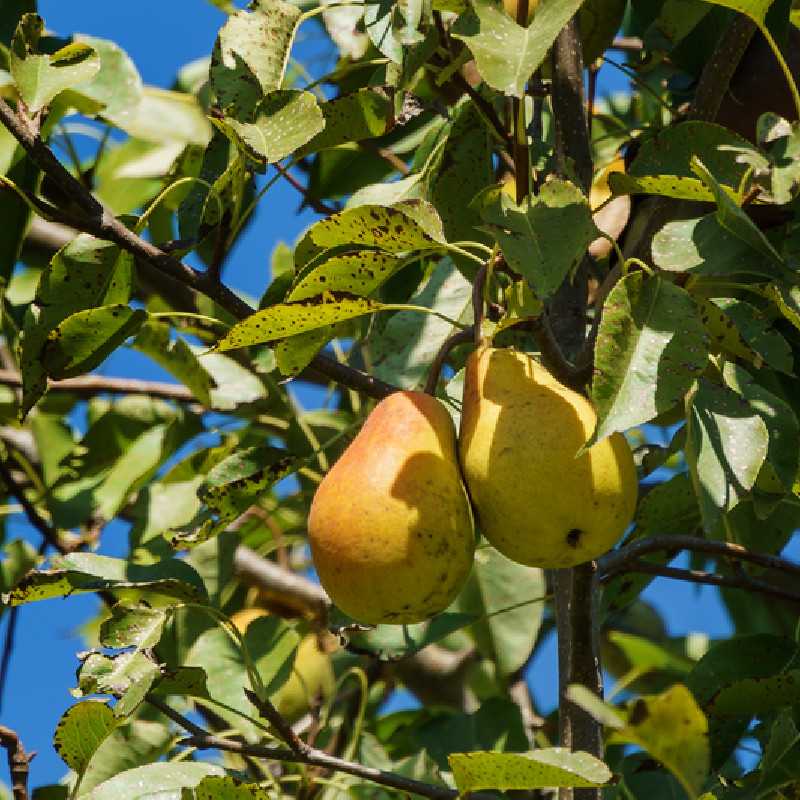 Pyrus communis Clapp's Favourite