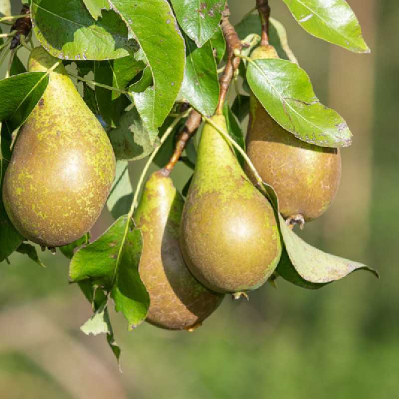 Pyrus communis 'Conférence' - Poirier