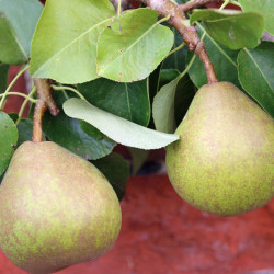 Pyrus communis ‘Doyenne du Comice’ 