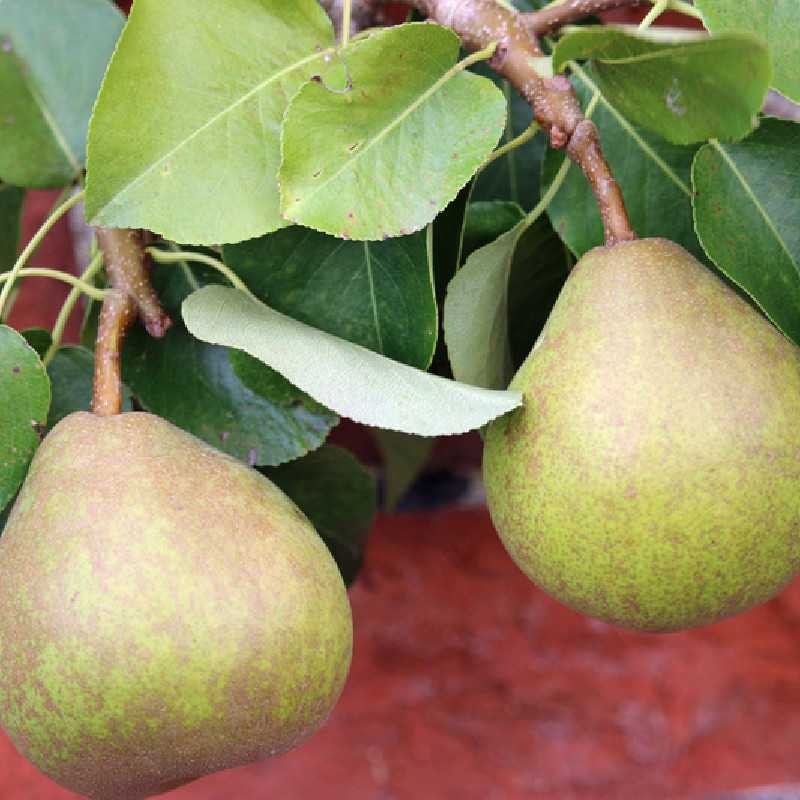 Pyrus communis ‘Doyenne du Comice’ 