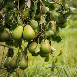 Pyrus communis ‘Duchesse d'Angoulème’ 