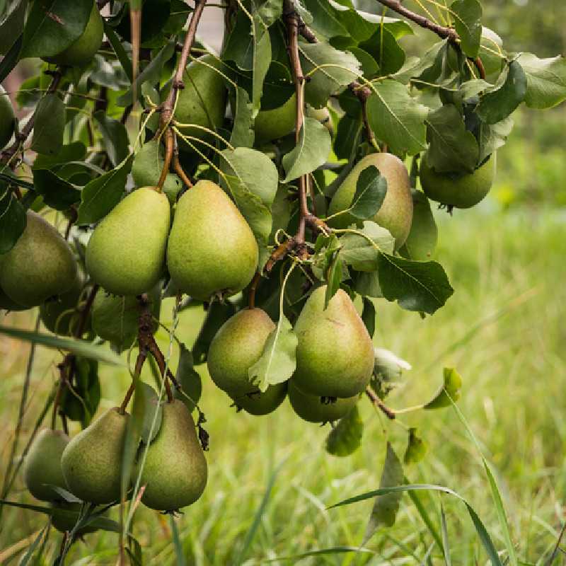 Pyrus communis ‘Duchesse d'Angoulème’ 