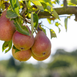 Pyrus communis ‘Louise Bonne d'Avranches’ 