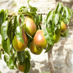 Pyrus communis ‘Louise Bonne d'Avranches’ 