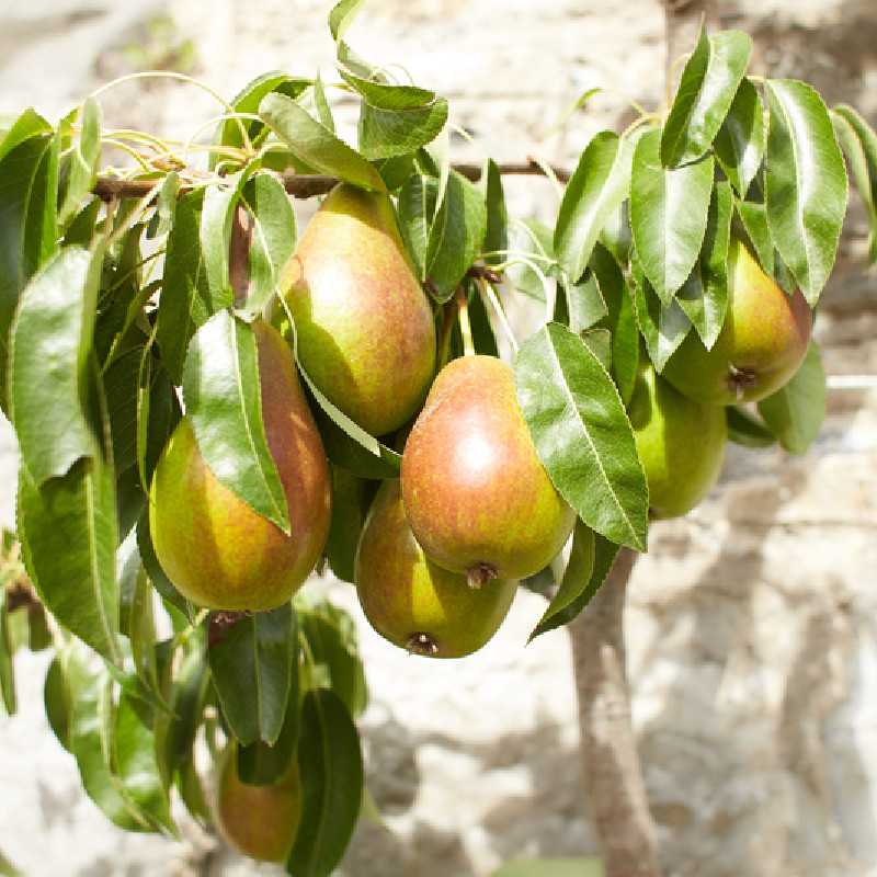Pyrus communis ‘Louise Bonne d'Avranches’ 