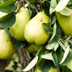 Pyrus communis ‘Poire de curé’ 