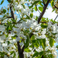 Pyrus communis 'Poire de curé' - Poirier