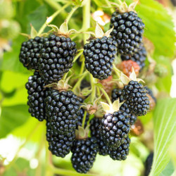 Rubus fruticosus ‘Triple Crown’
