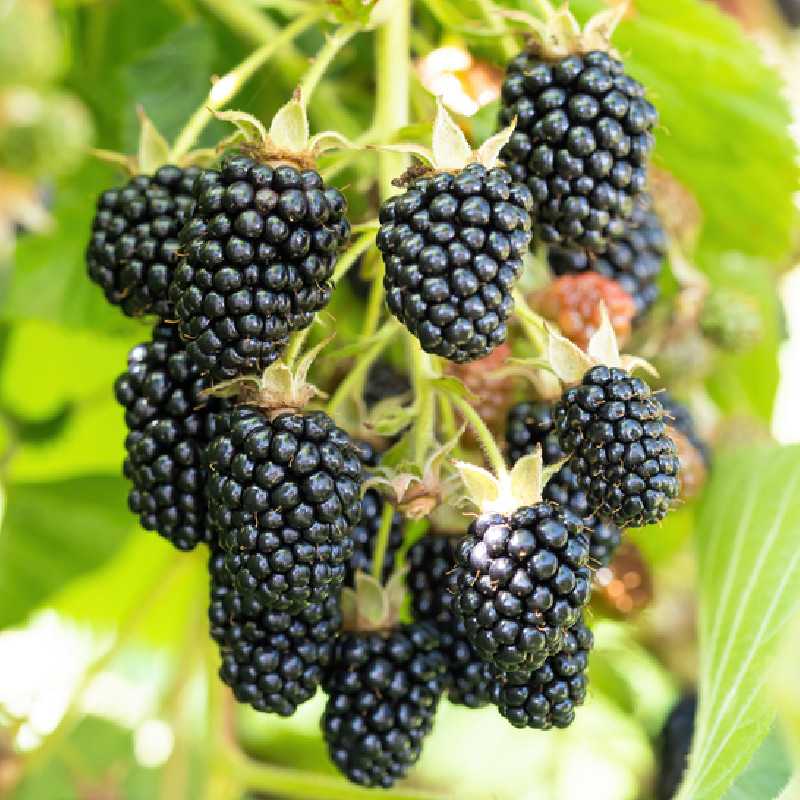 Rubus fruticosus ‘Triple Crown’