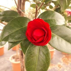 Camellia japonica ‘Black lace’