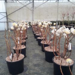 Edgeworthia chrysantha ‘Grandiflora’