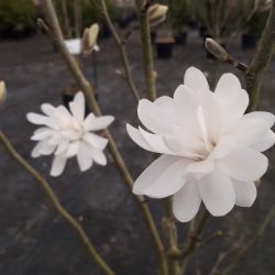 Magnolia stellata ‘Royal Star’