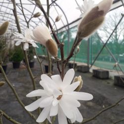 Magnolia stellata ‘Royal Star’