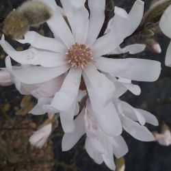 Magnolia stellata