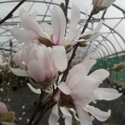 Magnolia stellata