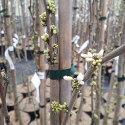Cercis canadensis ‘Shirobana’