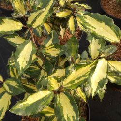 Elaeagnus × ebbingei ‘Maryline