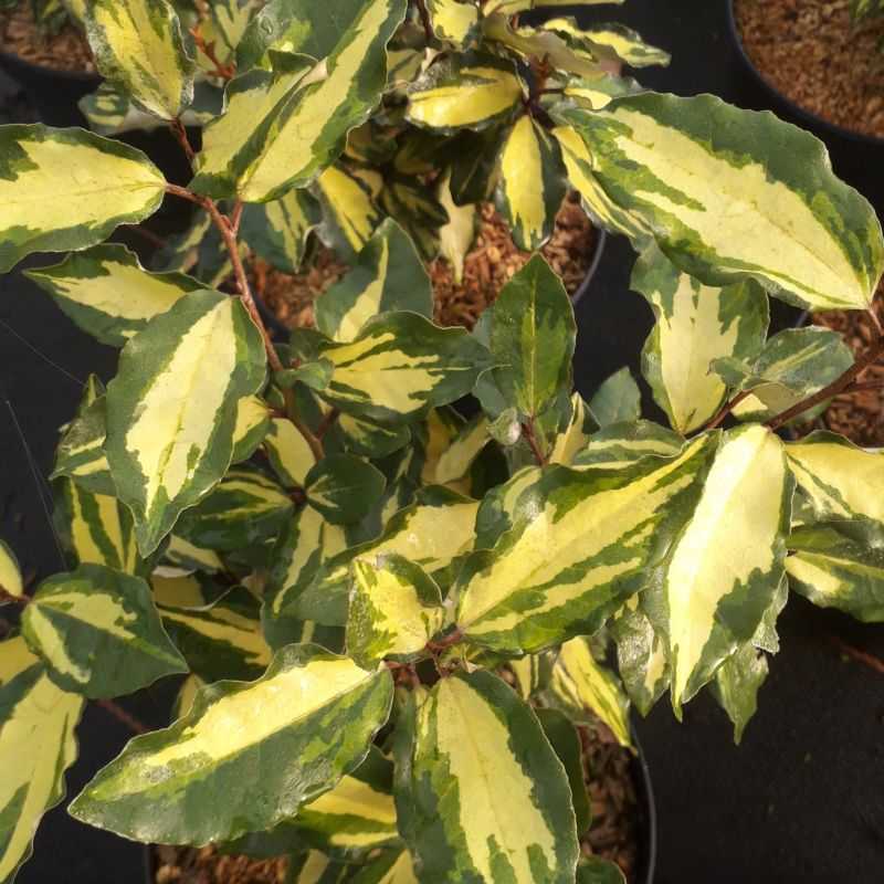 Elaeagnus × ebbingei ‘Maryline