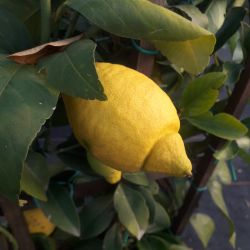 Citrus limon