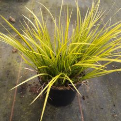 Acorus gramineus ‘Ogon’
