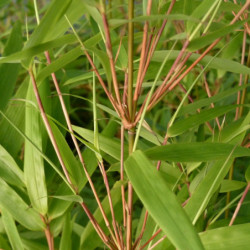 Fargesia rufa - Bambou