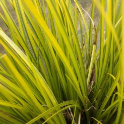 Acorus gramineus ‘Ogon’