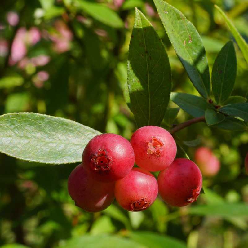 Vaccinium corymbosum ‘Pink Lemonade’