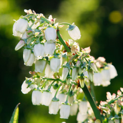 Vaccinium corymbosum ‘Pink Lemonade’