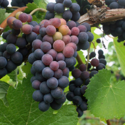 Vitis vinifera ‘Muscat de Hambourg’