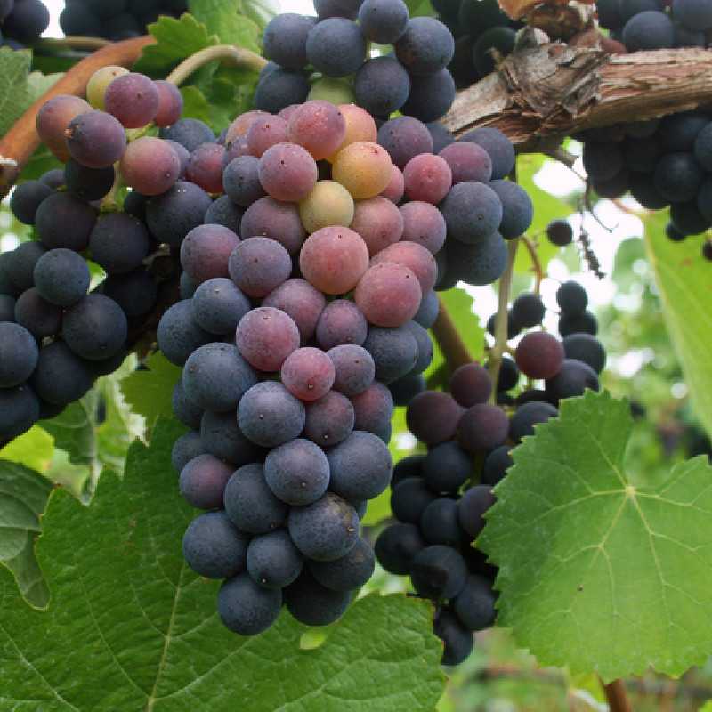 Vitis vinifera ‘Muscat de Hambourg’