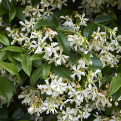 Trachelospermum jasminoides - Faux Jasmin