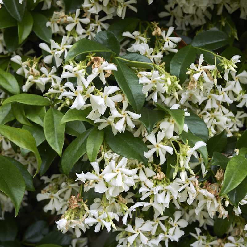 Trachelospermum jasminoides - Faux Jasmin