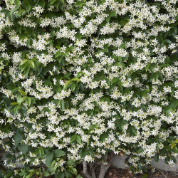 Trachelospermum jasminoides - Faux Jasmin