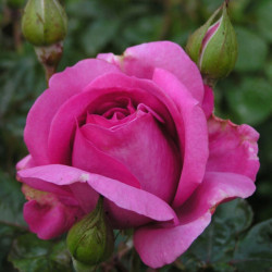 Rosa Sourire de Périgueux