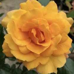 Rosa ‘Françoise de Berville‘
