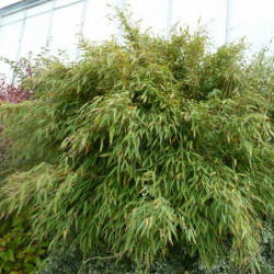 Fargesia rufa