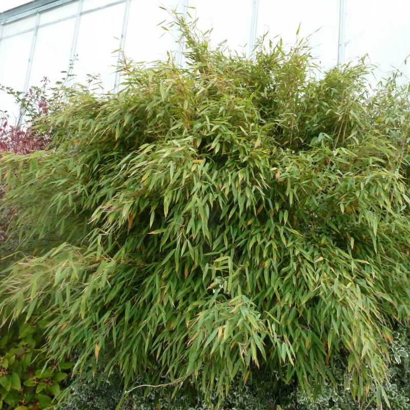 Fargesia rufa