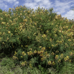 Caesalpinia gilliesii