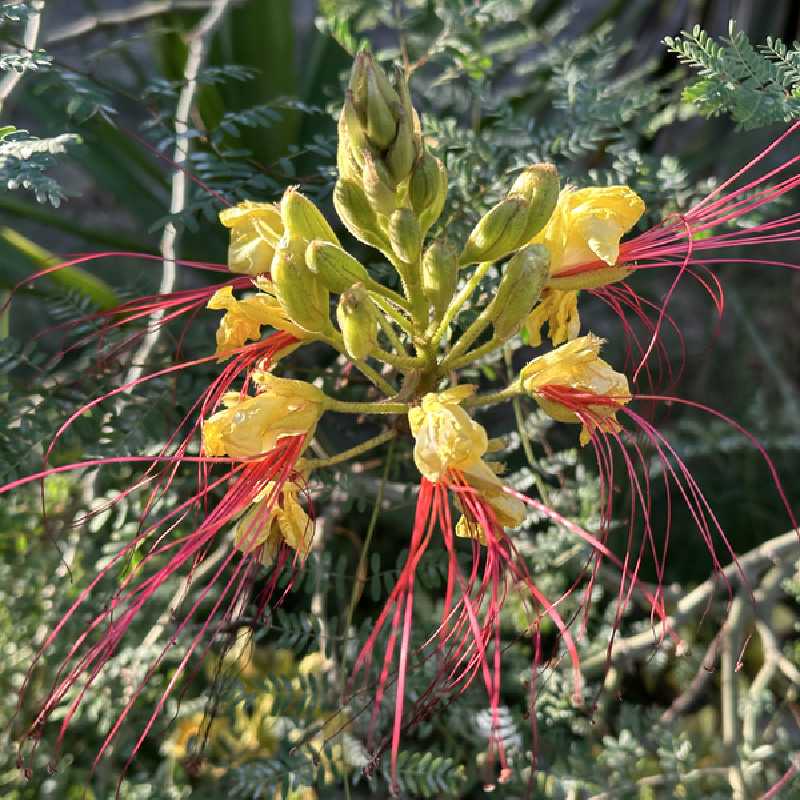 Caesalpinia gilliesii